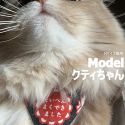 Cat Reward Bandana *貓項圈 第5張的照片