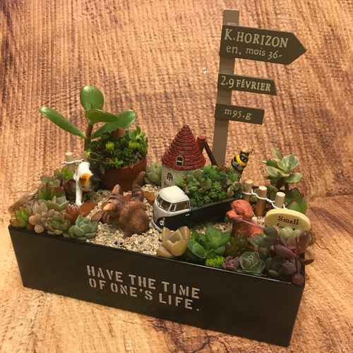 ☆多肉植物　寄せ植え〜フック付きブリキ缶寄せ植え　セット〜★ ☆多肉植物 寄せ植え〜フック付きブリキ缶寄せ植え セット