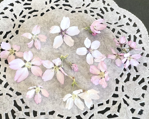 レジン　ヘアゴム　桜モチーフ　ピンク＆ホワイト◡̈♥︎ 蝶　ドライフラワー 桜 ドライフラワー 20輪 さくら ピンクの花 ハーバリウム レジン