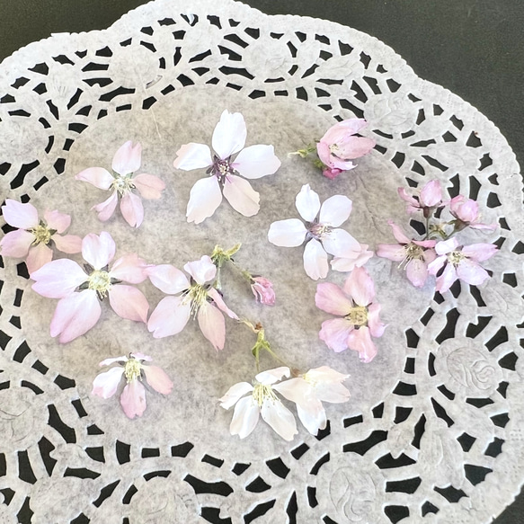 桜 ドライフラワー 20輪 さくら ピンクの花 ハーバリウム レジン