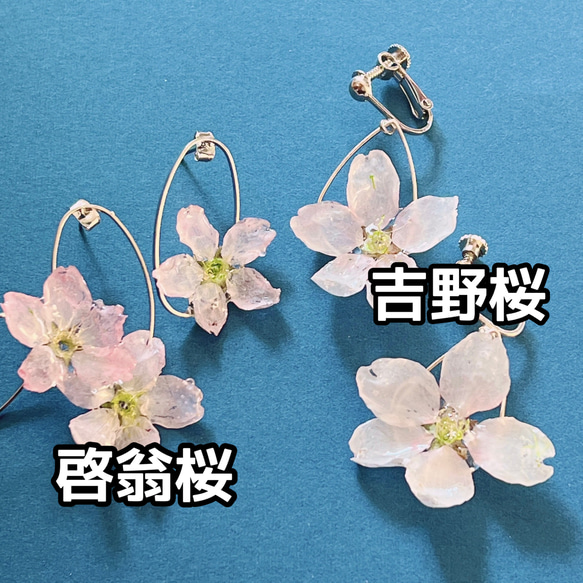 桜 ドライフラワー 20輪 さくら ピンクの花 ハーバリウム レジン キャンドル 素材 3枚目の画像