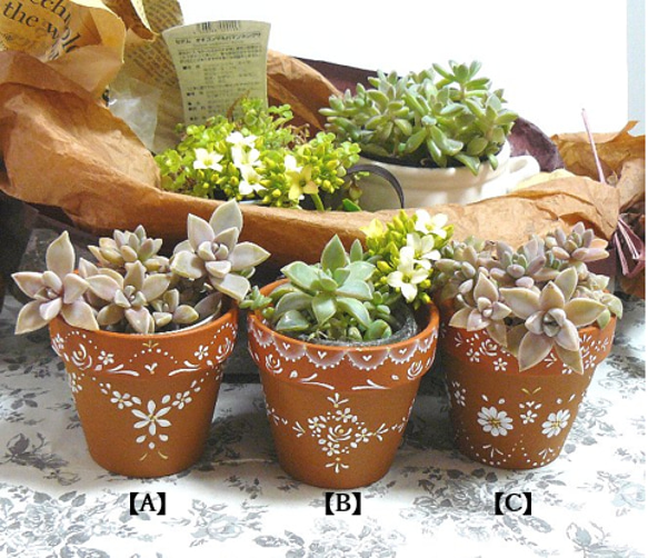手作り 植木鉢 3 点セット検索（塊根植物パキポディウム