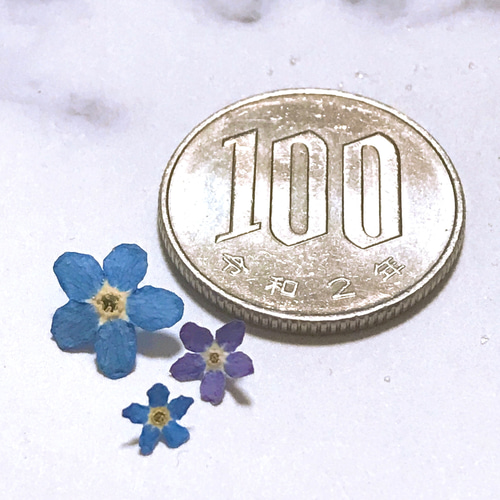 勿忘草 ( 忘れな草 ) ドライフラワー 30個 ハーバリウム レジン