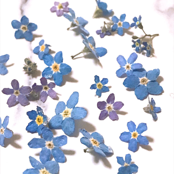 ゆうこ様●【ドライフラワー】勿忘草/わすれな草/忘れな草（ 585 レジン ） 勿忘草 ( 忘れな草 ) ドライフラワー 30個 ハーバリウム レジン