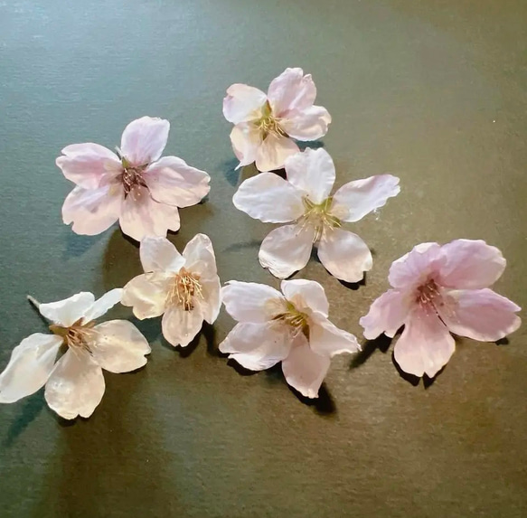 桜 7輪 ( サクラ さくら ソメイヨシノ ) ドライフラワー レジン 素材