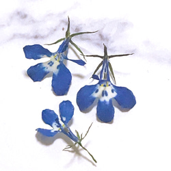 ロベリア 青い花 ドライフラワー 20個 ハーバリウム レジン ジェルキャンドル 素材 2枚目の画像