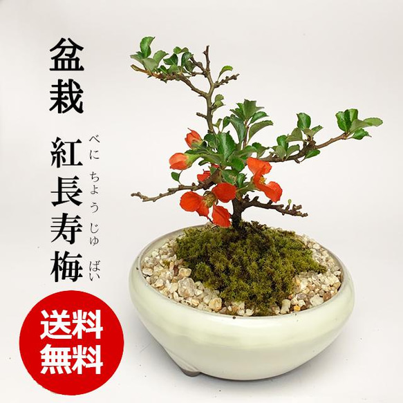 冬は落葉します】年に数回一重の紅花が楽しめる【紅長寿梅（べに
