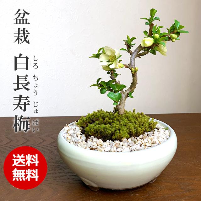 盆栽鉢　梅の絵　正方　白地　落款有り 本格派ま！ 盆栽鉢 梅の絵 正方 白地 落款有り 工芸品 - 工芸品
