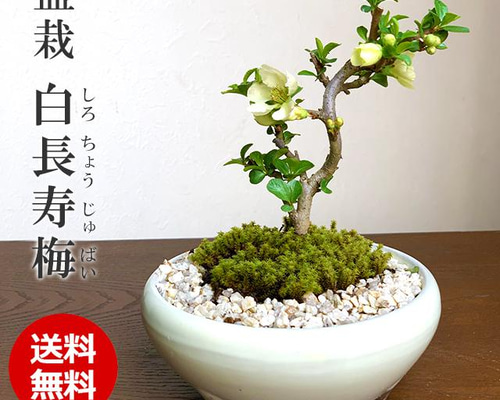 龍岩石+黒松2本+山モミジ2本+長寿梅赤花+長寿梅白花+楓=まとめ売り 龍岩石+黒松2本+山モミジ2本+長寿梅赤花+長寿梅白花+楓=まとめ