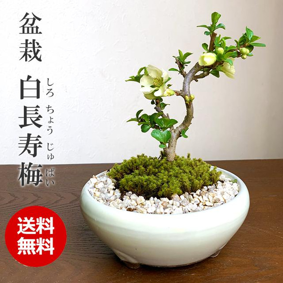 冬は落葉します】年に数回一重の白花が楽しめる【白長寿梅（しろ