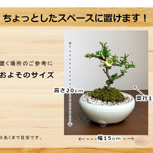 龍岩石+黒松2本+山モミジ2本+長寿梅赤花+長寿梅白花+楓=まとめ売り 龍岩石+黒松2本+山モミジ2本+長寿梅赤花+長寿梅白花+楓=まとめ