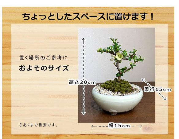 【現在葉姿】母の日の贈り物に。年に数回一重の白花が楽しめる【白長寿梅（しろちょうじゅばい）の盆栽（万古焼白鉢）】 4枚目の画像