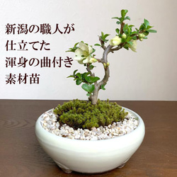 【現在葉姿】母の日の贈り物に。年に数回一重の白花が楽しめる【白長寿梅（しろちょうじゅばい）の盆栽（万古焼白鉢）】 2枚目の画像