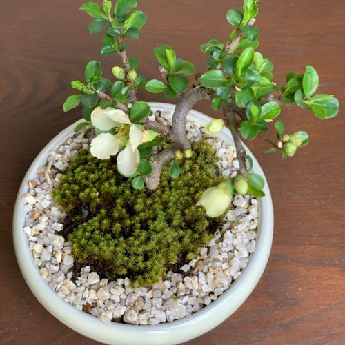 龍岩石+黒松2本+山モミジ2本+長寿梅赤花+長寿梅白花+楓=まとめ売り 龍岩石+黒松2本+山モミジ2本+長寿梅赤花+長寿梅白花+楓=まとめ