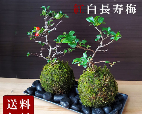 寿山石か玉石か？白菜(百歳　健康長寿縁起置物 ff4fb22b43481120f0eaeba0c3c0c1