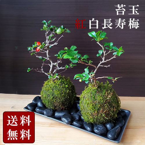 楽天市場】盆栽 白梅の通販