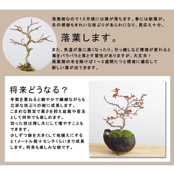 【現在葉姿】母の日の贈り物に。年に数回、紅花、白花の花が楽しめる【紅白長寿梅 寄植え盆栽（信楽焼鉢）】 7枚目の画像