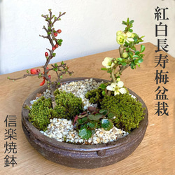 盆栽鉢　陶翠眞山時代盆栽鉢ミニ盆栽鉢小品盆栽鉢長方鉢山野草サボテン多肉植物 盆栽鉢」の人気商品一覧 | 安い商品を通販サイトから探す - 価格.com