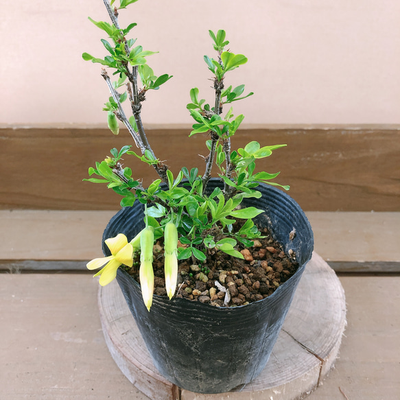 ムレスズメ（群雀） アートフラワー plant life 通販 8914348｜Creema