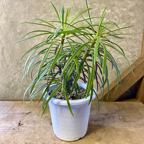 多肉植物 セネシオ クレイニア（モンキーツリー） アートフラワー