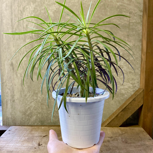 多肉植物 セネシオ クレイニア（モンキーツリー） アートフラワー