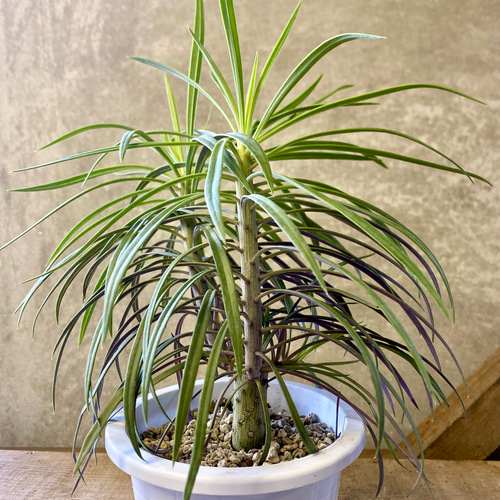 多肉植物 セネシオ クレイニア（モンキーツリー） アートフラワー
