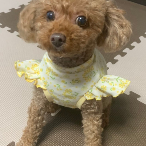 再販)ミモザフリルニットワンピース(犬服) ペット服 再販)ミモザフリルニットワンピース(犬服) ペット服