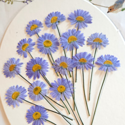 ドライフラワー～カワラハハコ ドライフラワー hanahana 通販 14572835