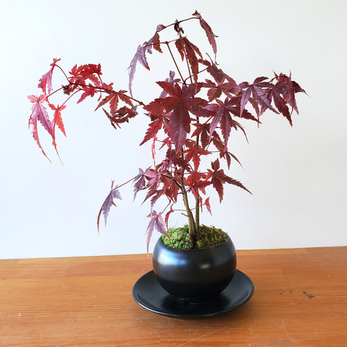 多様な 小さくても紅葉します！芽吹き・新緑も美しい【山紅葉 その他観葉植物