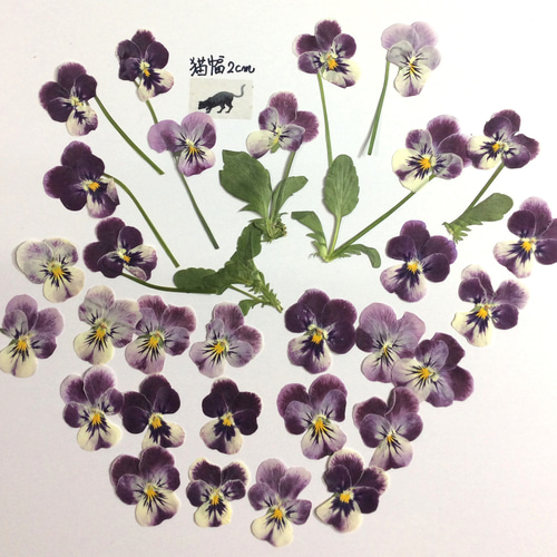 小さいビオラたちの押し花素材 樹脂・レジン ミーアンドタマ 通販  