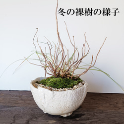  第8張的照片