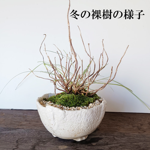 母の日の贈り物にも】小さくても開花します!山紫陽花(やま 母の日の贈り物にも】小さくても開花します!山紫陽花(やま