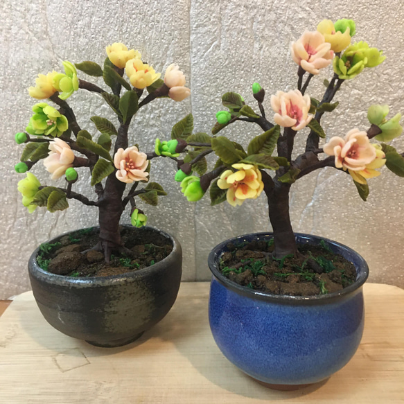 現在の展示 Current Exhibition 姫しゃら A-085 樹形：模様木