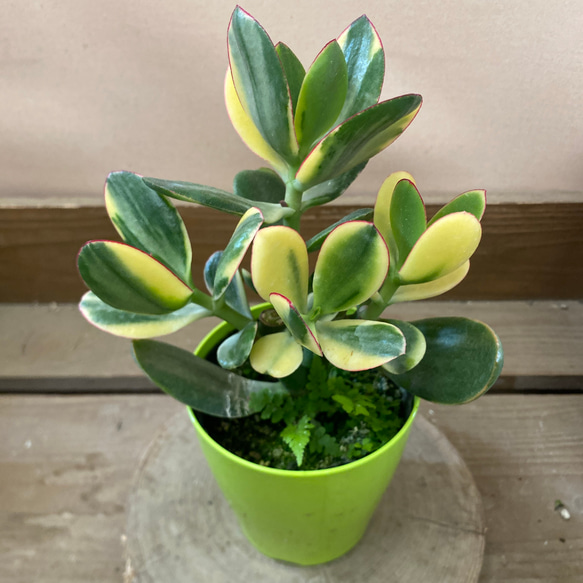 金のなる木 斑入り花月 アートフラワー plant life 通販 9025930