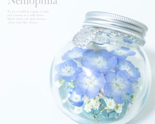 NEMOPHILA ネモフィラ CD3枚セット Nemophila ネモフィラ Blu-ray CD セット