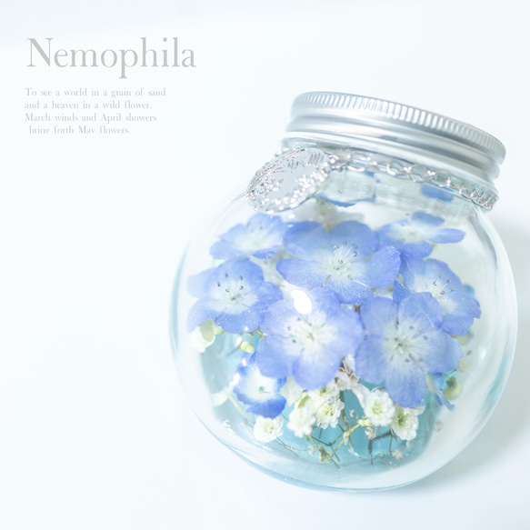 NEMOPHILA 直筆サイン入り 『EVOLVE』通常盤 NEMOPHILA 直筆サイン入り