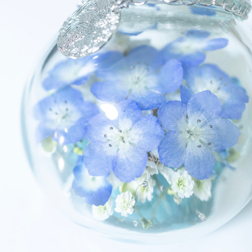 枯れない本物のネモフィラ】 Nemophila Baby Blue Eyes ドライ