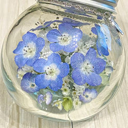 【枯れない本物のネモフィラ】 Nemophila Baby Blue Eyes 4枚目の画像