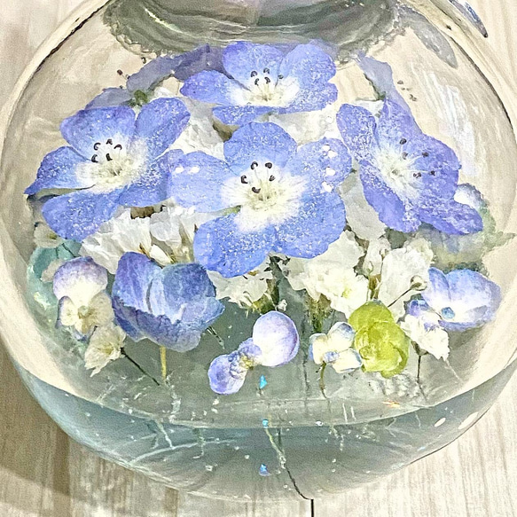 【枯れない本物のネモフィラ】 Nemophila Baby Blue Eyes 3枚目の画像