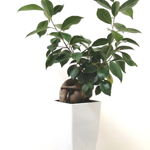 絵画 「多幸の樹」 多幸の樹「ガジュマル」 SquareLongPot アートフラワー T's Room 通販