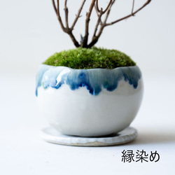 ヤマアジサイ：藍姫【受け皿セット】 12枚目の画像