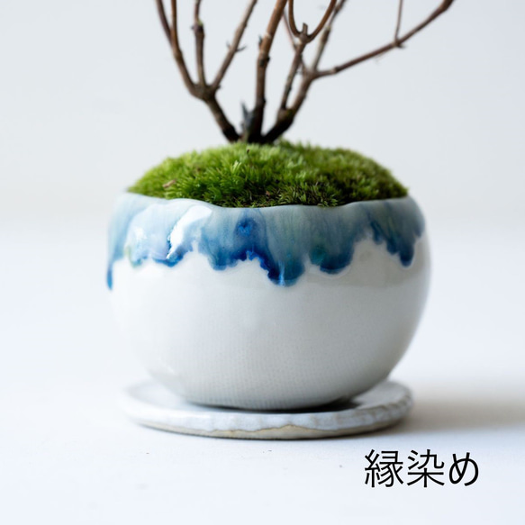 ヤマアジサイ：藍姫【受け皿セット】 12枚目の画像