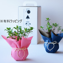 ヤマアジサイ：藍姫【受け皿セット】 17枚目の画像
