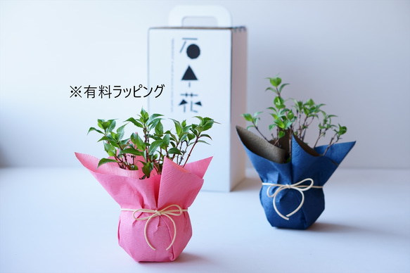 ヤマアジサイ：藍姫【受け皿セット】 17枚目の画像