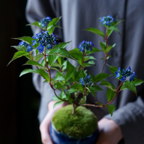 スモークツリー クイン テラコッタ鉢植え ケムリの木 苗 - 個性