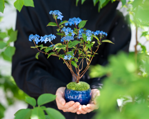 新品☆藍水窯 大皿 山アジサイづくし 新品☆藍水窯 大皿 山