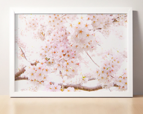 A4、A3可能】これぞ「桜」ソメイヨシノ・アートポスター 花写真 写真