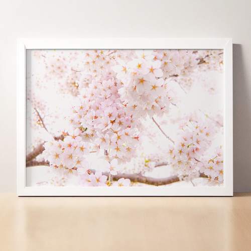 A4、A3可能】これぞ「桜」ソメイヨシノ・アートポスター 花写真 写真