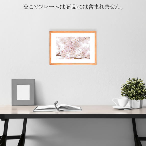 【A4、A3可能】これぞ「桜」ソメイヨシノ・アートポスター 花写真 3枚目の画像