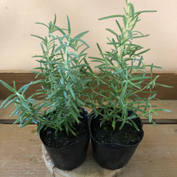 ボリューム大苗 ヘアピンバンクシア スピヌロサ 鉢植え 苗木 ワイルド